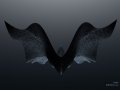 xga_birdy.jpg
